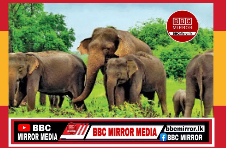 NPP රජයේන් තවත් යහපත් ක්‍රියාවක් වනඅලින්ට ප්‍රතිකාරයට රෝහලක්