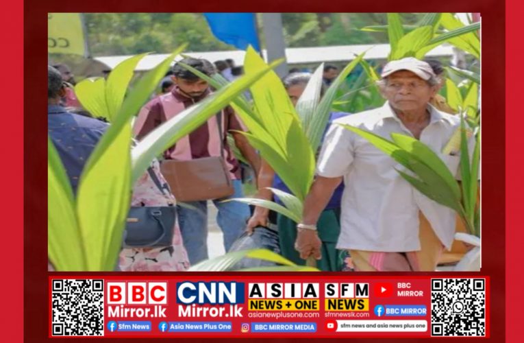 පොල් පැළ ලක්ෂ 05ක් නොමිලේ බෙදාදීම ඇරඹෙයි BBCMirror.lk . CNN-Mirror.com ‘ asianewsplusone.com sfmnewslk.com