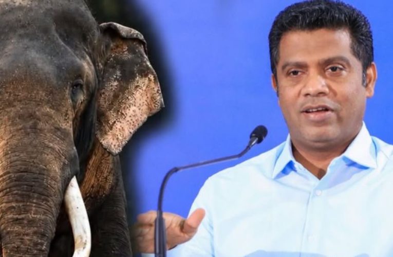 කාවන්තිස්ස ඇතාගේ මරණය ගැන පුළුල් විමර්ශන – වනජීවී ආරක්ෂාව ශක්තිමත් කිරීමට රජයෙන් පියවර රැසක්